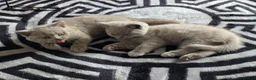British Shorthair cats for sale: Milly & Molly GCCF BSH  kittens for sale  - Advert 3