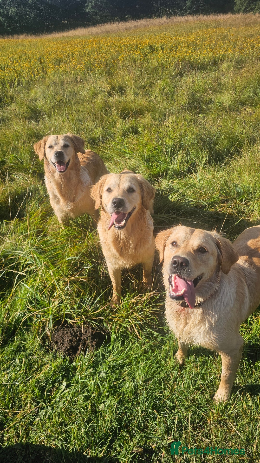 Golden Retriever dogs for sale: Forthcoming long awaited litter - Advert 6
