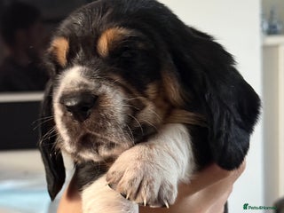 Basset Hound dogs Beautiful Basset Hound Puppies - Advert 2