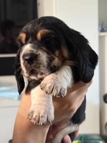 Basset Hound dogs Beautiful Basset Hound Puppies - Advert 2