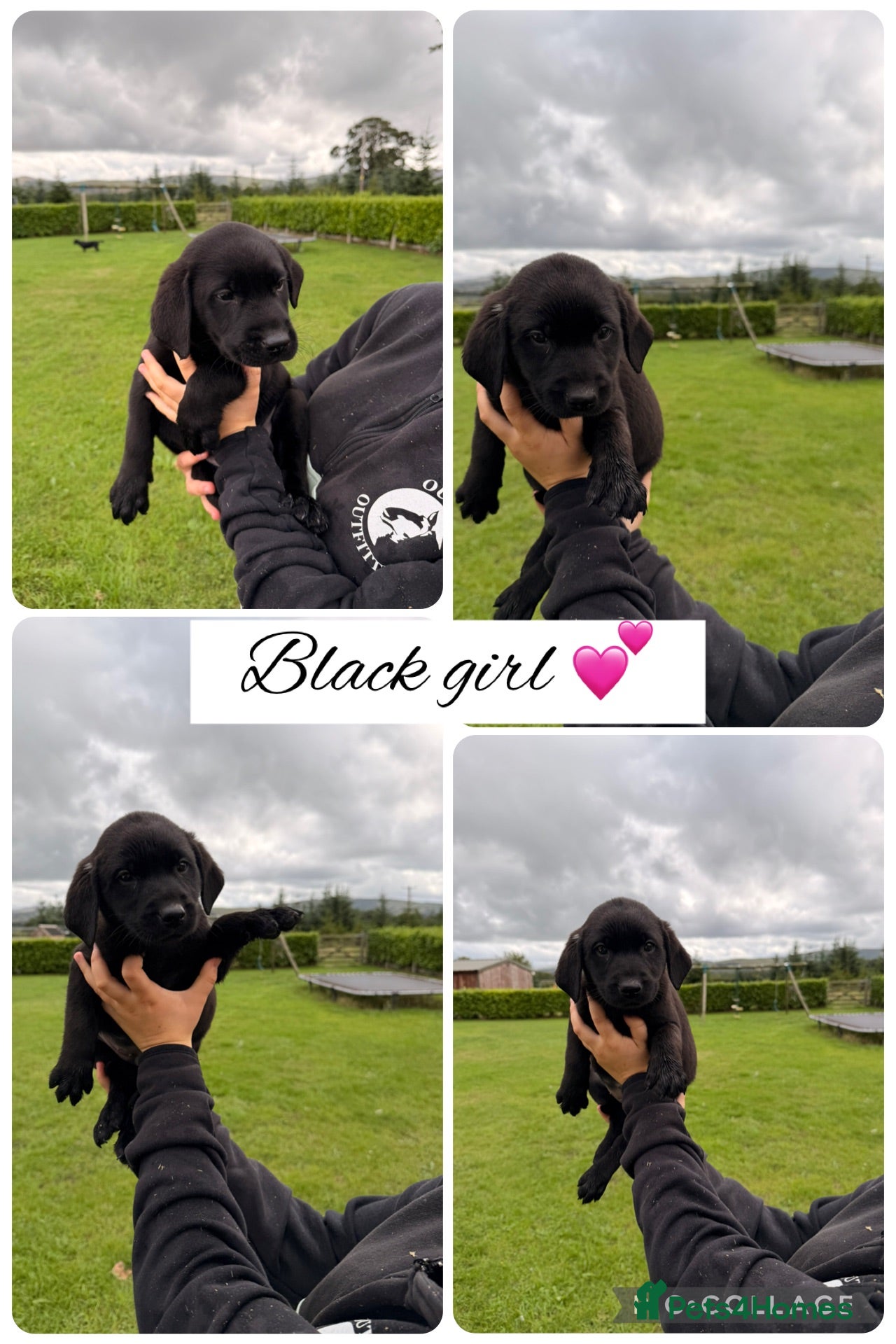 Labrador Retriever dogs Stunning Labrador pups for sale  - Advert 2