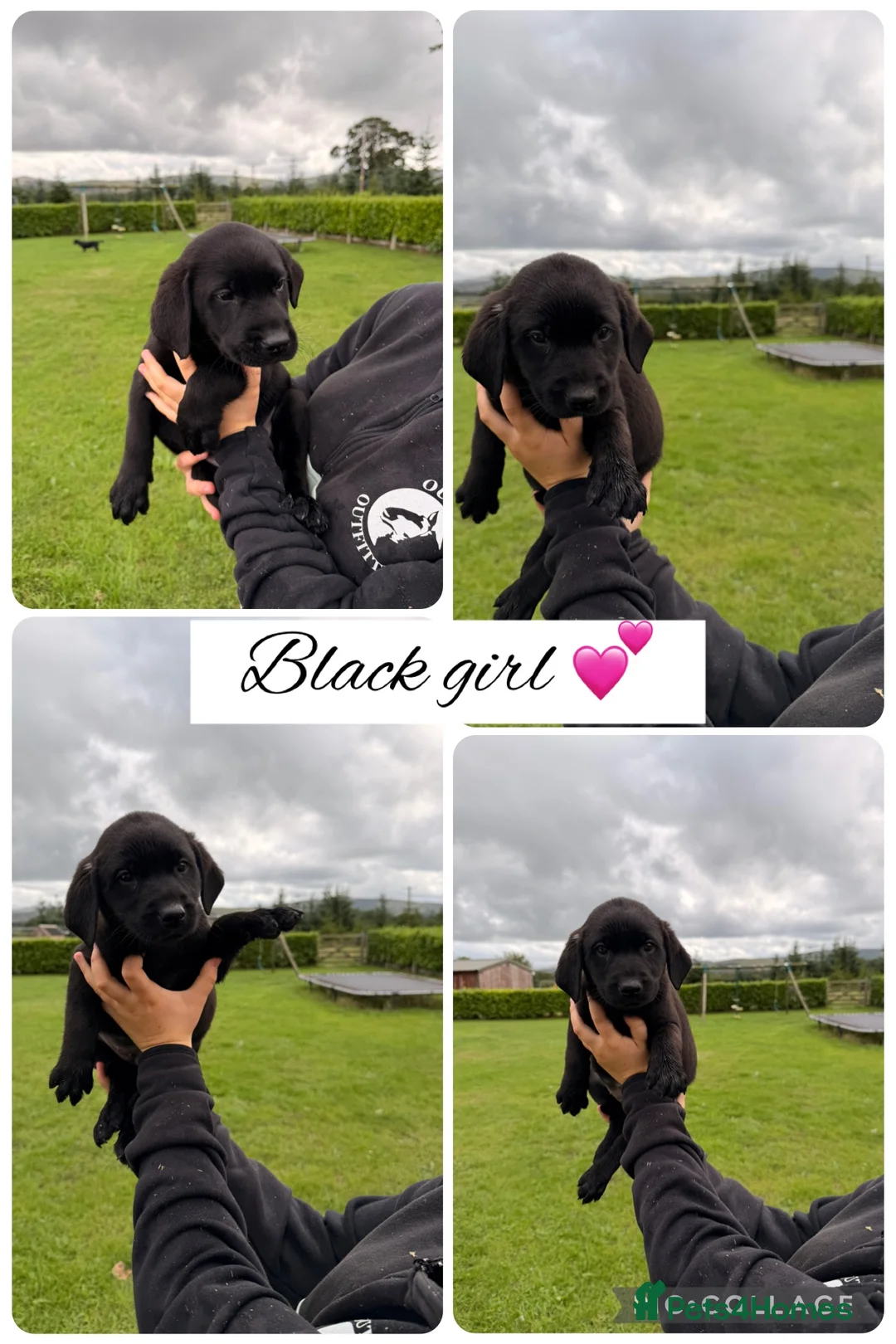 Labrador Retriever dogs for sale: Stunning Labrador pups for sale  - Advert 2