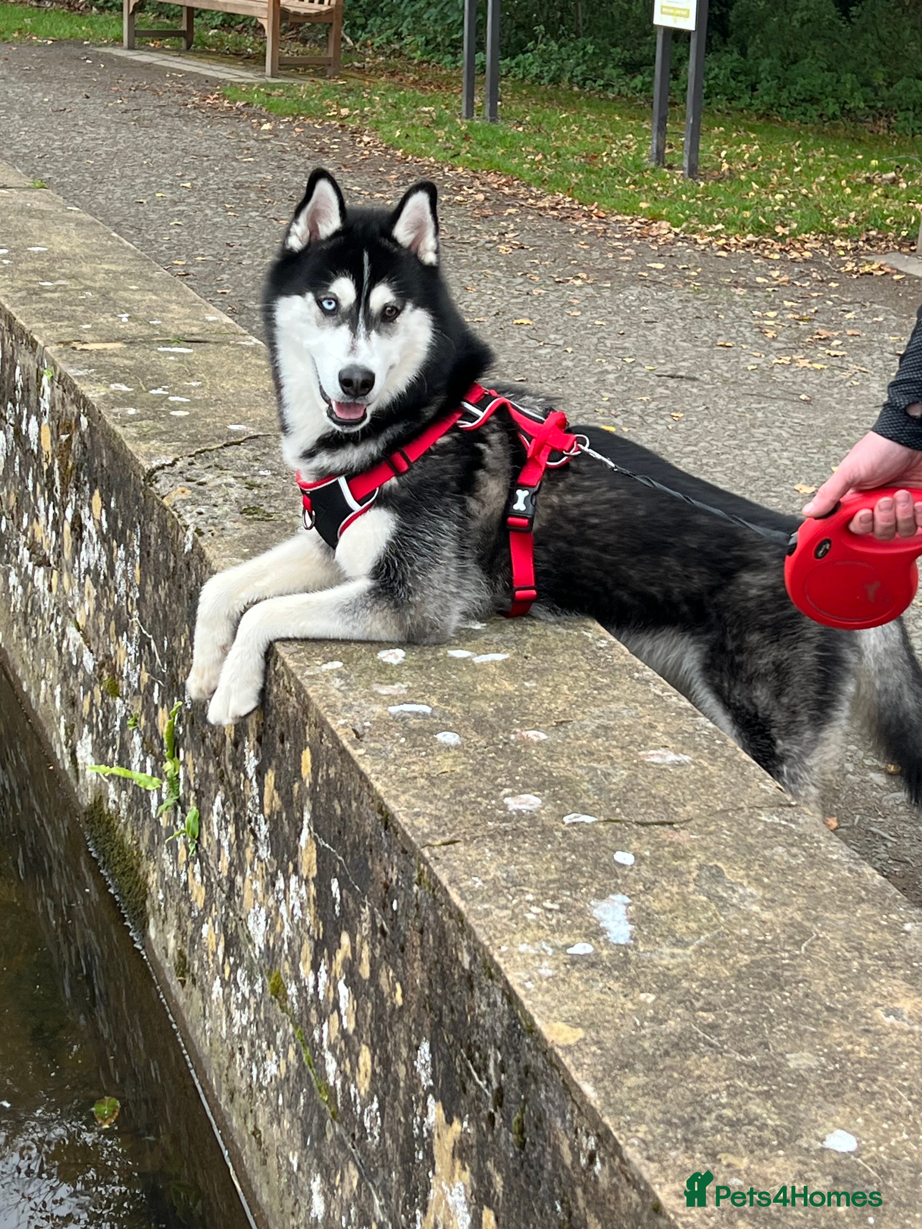 Siberian Husky dogs 1 year old Siberian Husky 💙 in Glasgow - Advert 5