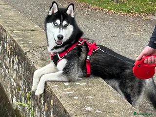 Siberian Husky dogs 1 year old Siberian Husky 💙 in Glasgow - Advert 1