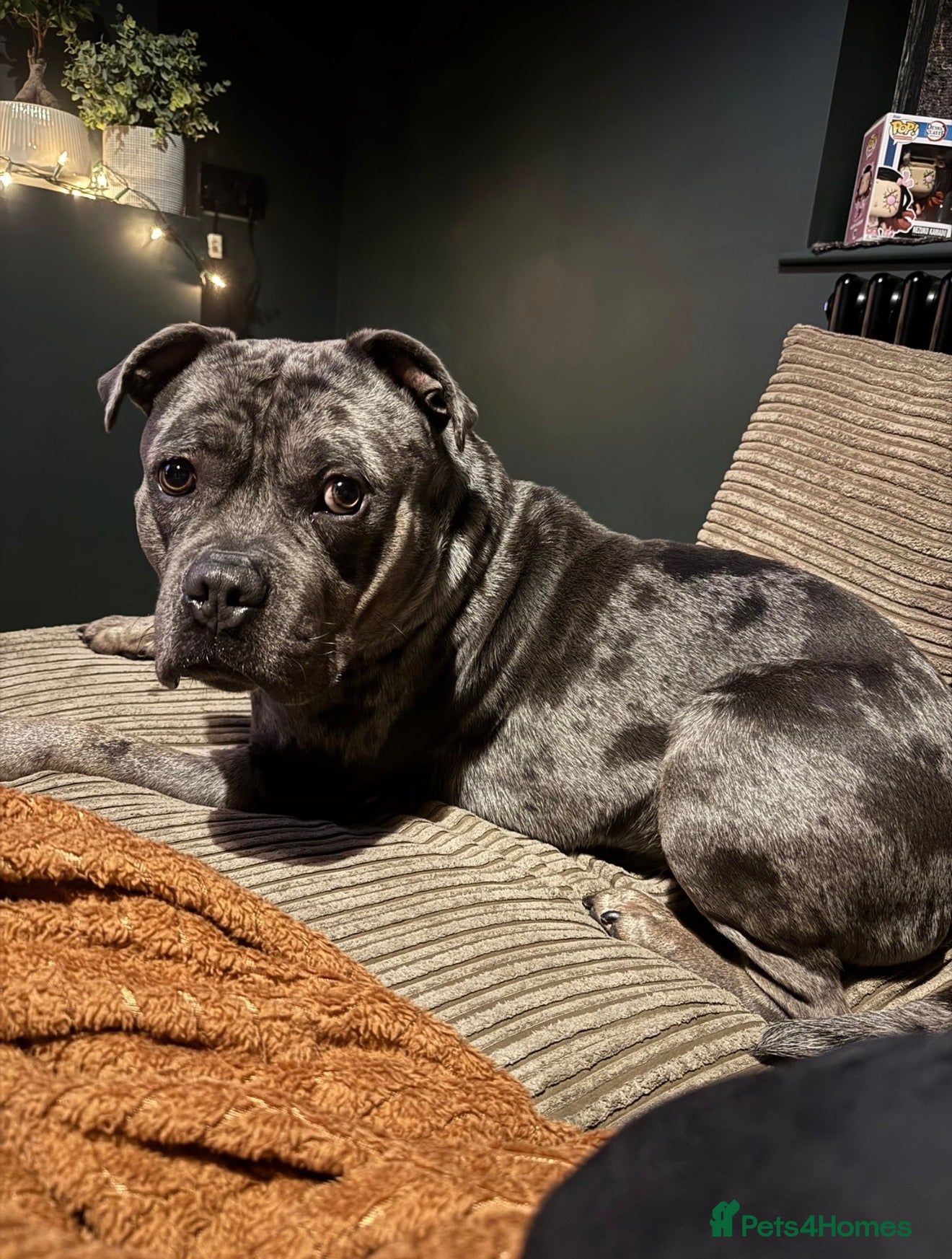 Mixed Breed dogs for sale: Our gorgeous Ghost in Ammanford - Advert 4