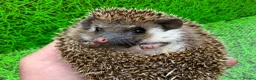 Pygmy Hedgehog rodents for sale: African Pygmy Hedghogs  - Advert 2