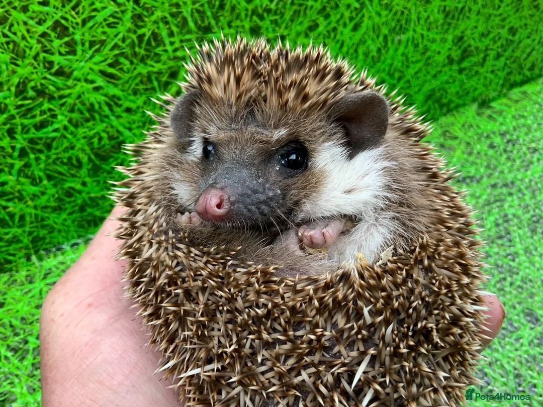 Pygmy Hedgehog rodents for sale: African Pygmy Hedghogs  - Advert 2