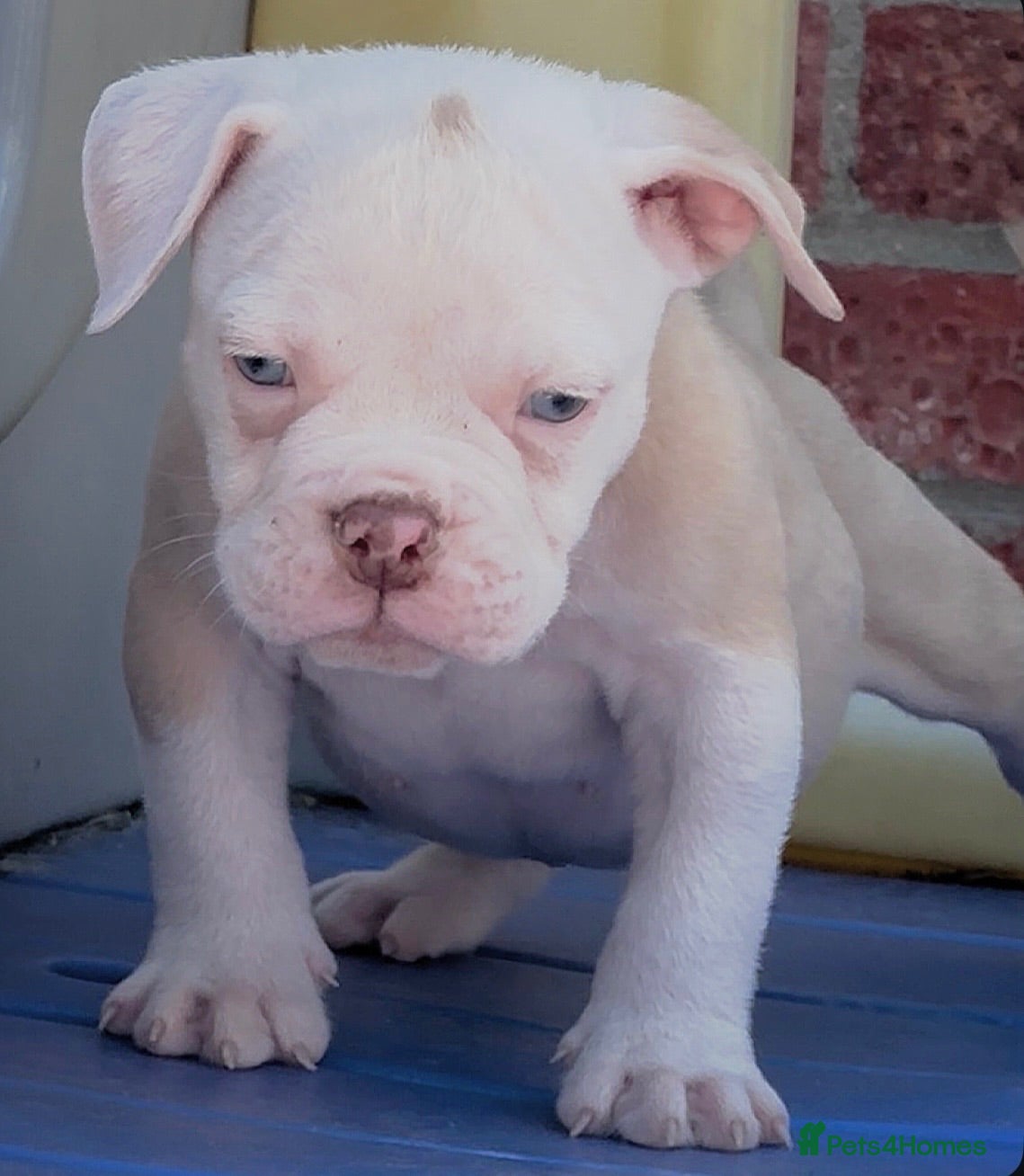 Olde English Bulldogge dogs 24 years 5⭐️Licensed & Registered, uk No 1  - Advert 14