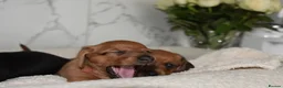 Miniature Dachshund dogs for sale: Beautiful Mini Dachshund Puppies – Home Raised - Advert 30