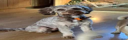 Cockapoo dogs for sale: Male cockerpoo - Advert 3