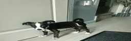 Mixed Breed dogs for sale: Urgent Re-Homing  - Advert 1