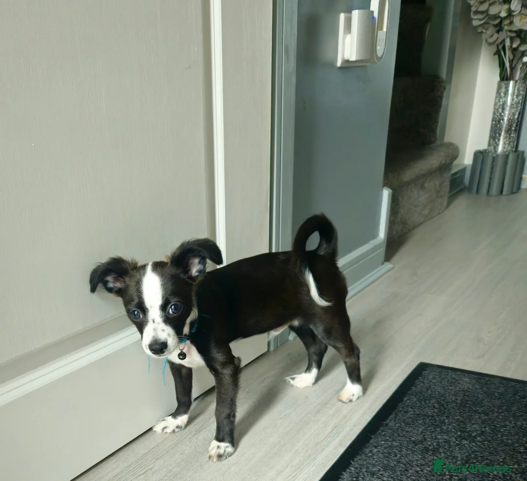 Mixed Breed dogs for sale: Urgent Re-Homing  - Advert 1