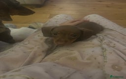 Miniature Dachshund dogs for sale: Miniature Dachshund Puppies - Image 29