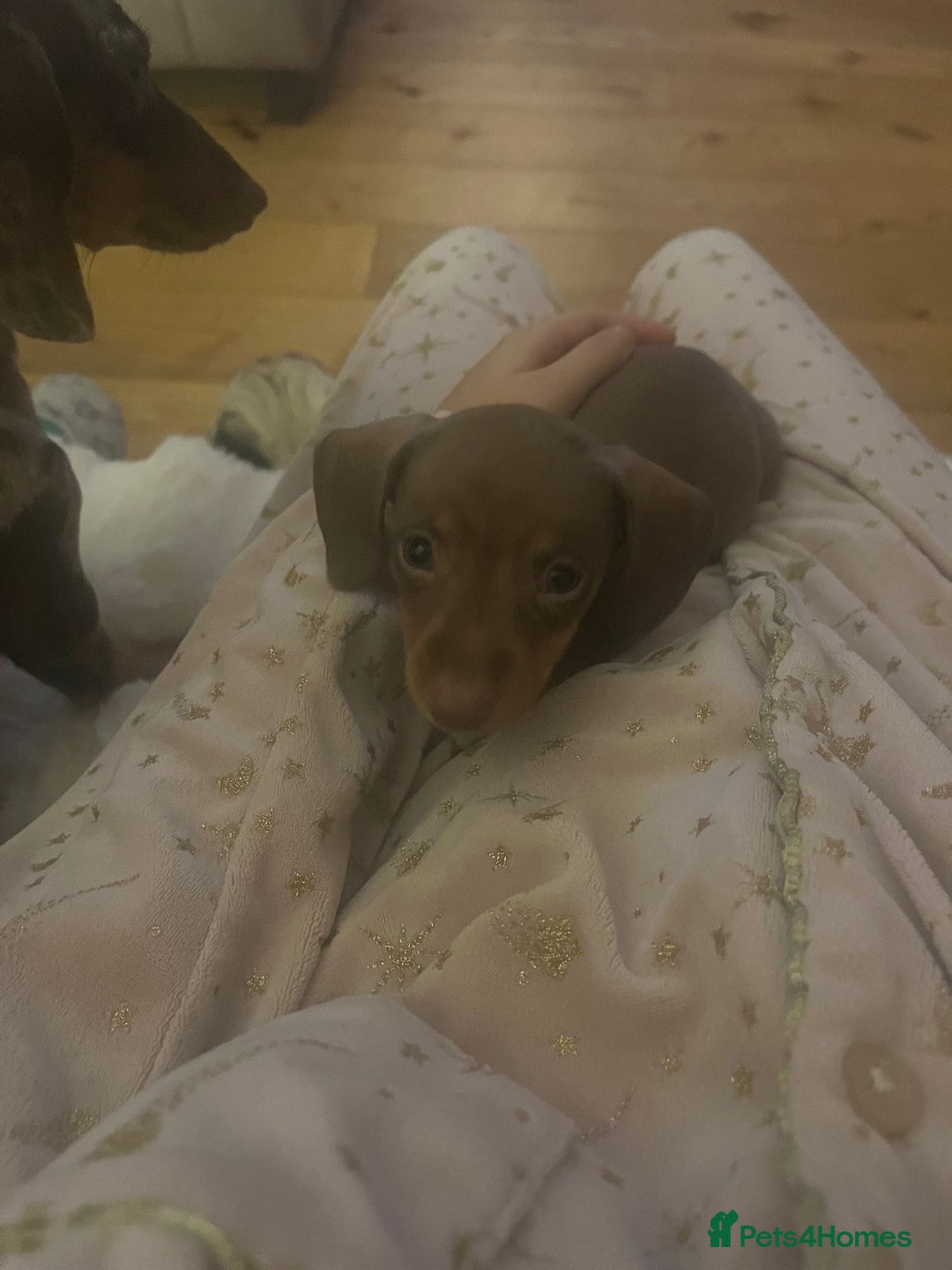 Miniature Dachshund dogs for sale: Miniature Dachshund Puppies - Image 29