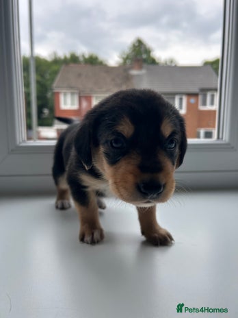 Mixed Breed dogs in Wigan - Advert 10