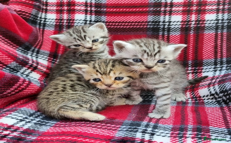 British Shorthair cats - Advert 16