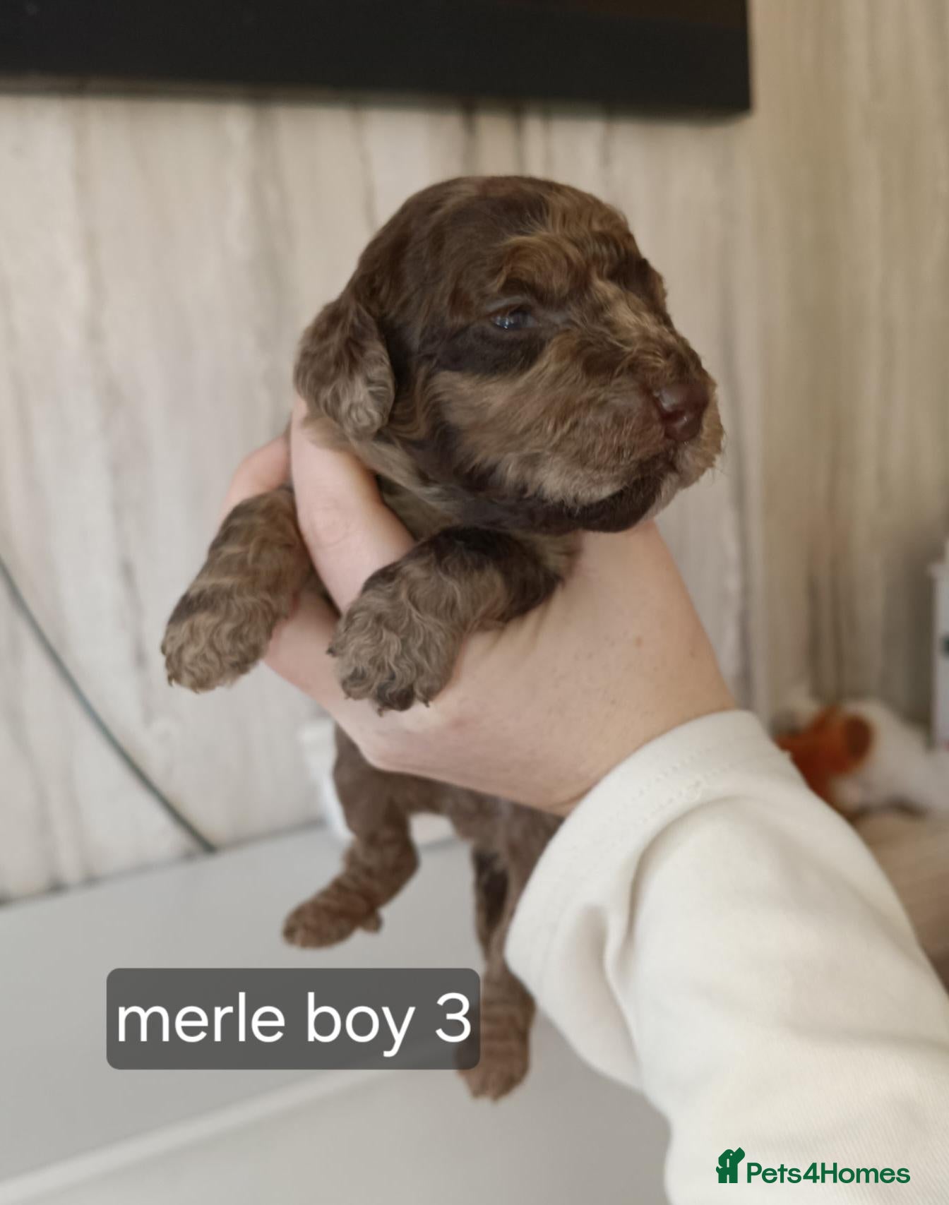 Cockapoo dogs Gorgeous Cockapoos from health-tested parents. - Advert 17