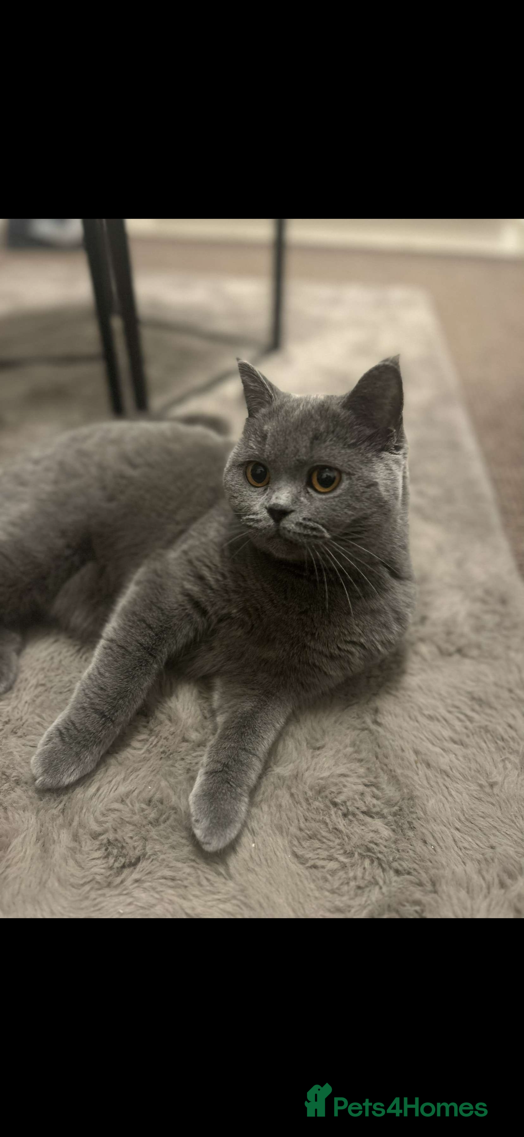 British Shorthair cats for sale: Pablo and Sienna  - Advert 1