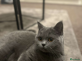 British Shorthair cats Pablo and Sienna - Advert 1