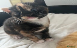 Mixed Breed cats for sale: Beautiful mixed breed kittens  - Image 1