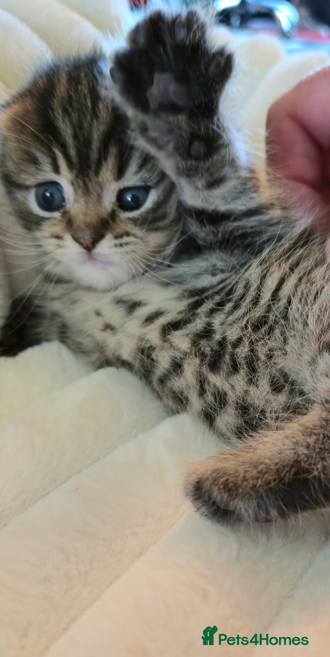 Scottish Fold cats for sale: scottish fold kittens for sale - Advert 8