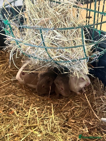 Guinea Pig rodents - Advert 4