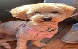 Poochon dogs for sale: Tina 1 year old poochon girl - Image 6