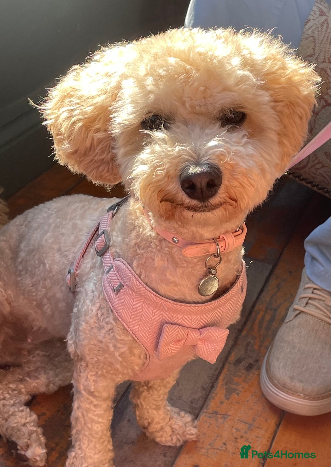 Poochon dogs for sale: Tina 1 year old poochon girl - Image 6