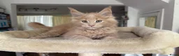 Maine Coon cats for sale: TICA Reg Maine Coon Kittens Ginger Red Cream - Advert 15
