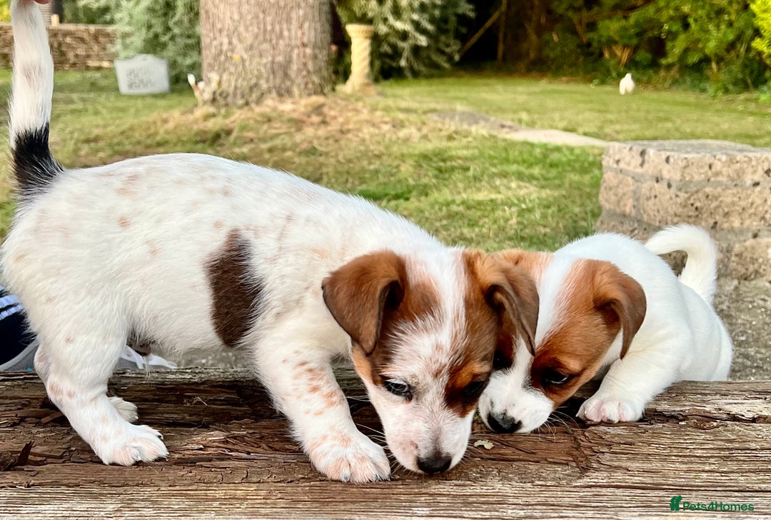 Jack Russell dogs for sale: Kennel Club Registered Jack Russell Terrier Pups - Image 4