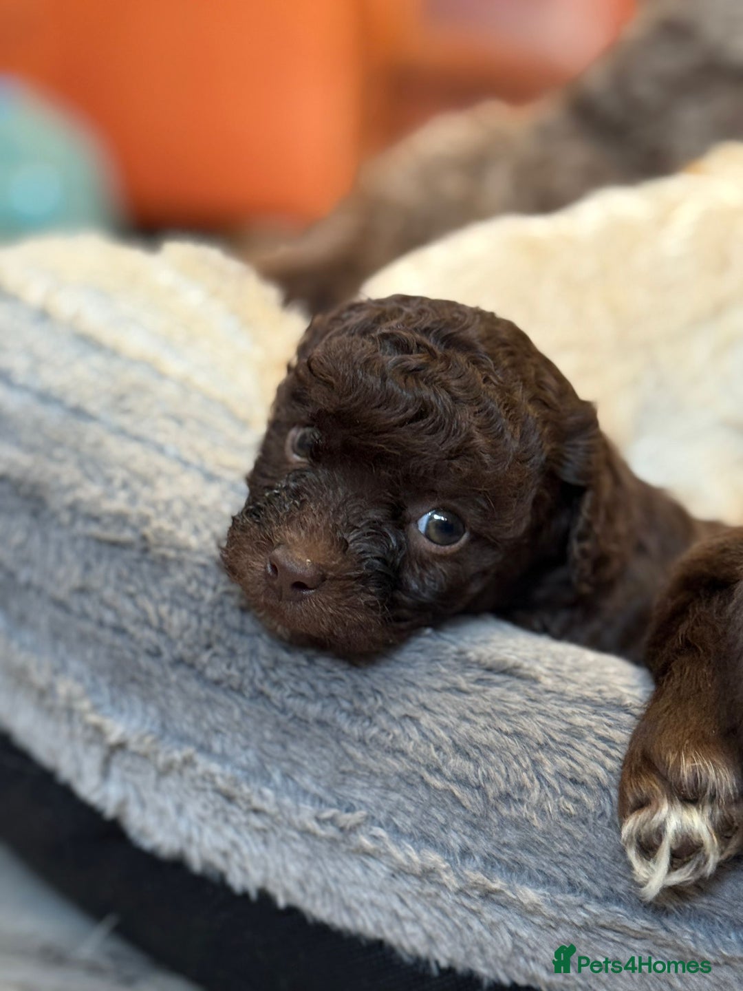 Shihpoo dogs for sale: ✨ Beautiful Shihpoo Puppies ✨  - Advert 38