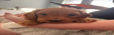 Cockapoo 6