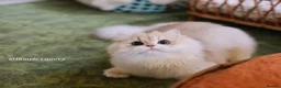 British Longhair cats for sale: stunning ay12 British Longhair – Sweet & Loving - Advert 2