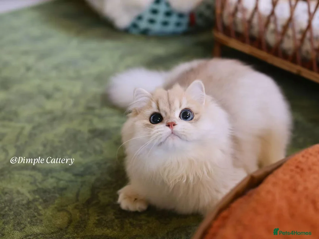 British Longhair cats for sale: stunning ay12 British Longhair – Sweet & Loving - Advert 2