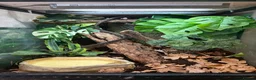Frog reptiles for sale: Red eye tree frogs  - Advert 3