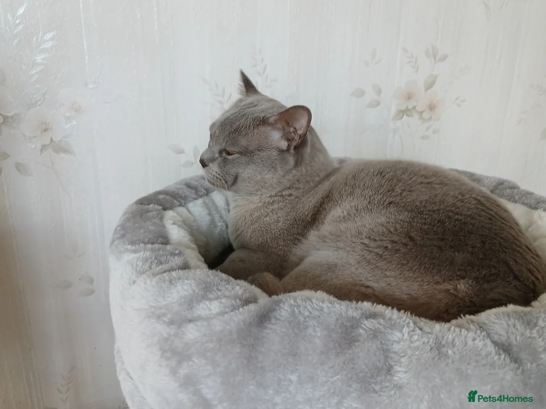 Burmese cats for sale: Lilac Burmese Male. GCCF Reg. Neutered.  - Advert 2