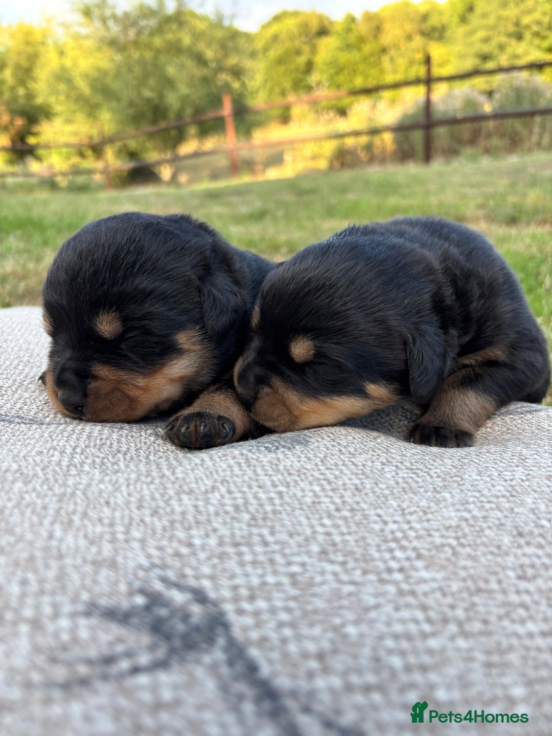 Rottweiler dogs for sale: Stunning Rottweiler puppies  - Image 7