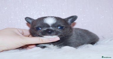 Chihuahua dogs - Advert 16
