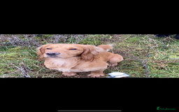 Cocker Spaniel dogs for stud: Proven Health tested Cocker spaniel for stud  in Loughborough - Image 6