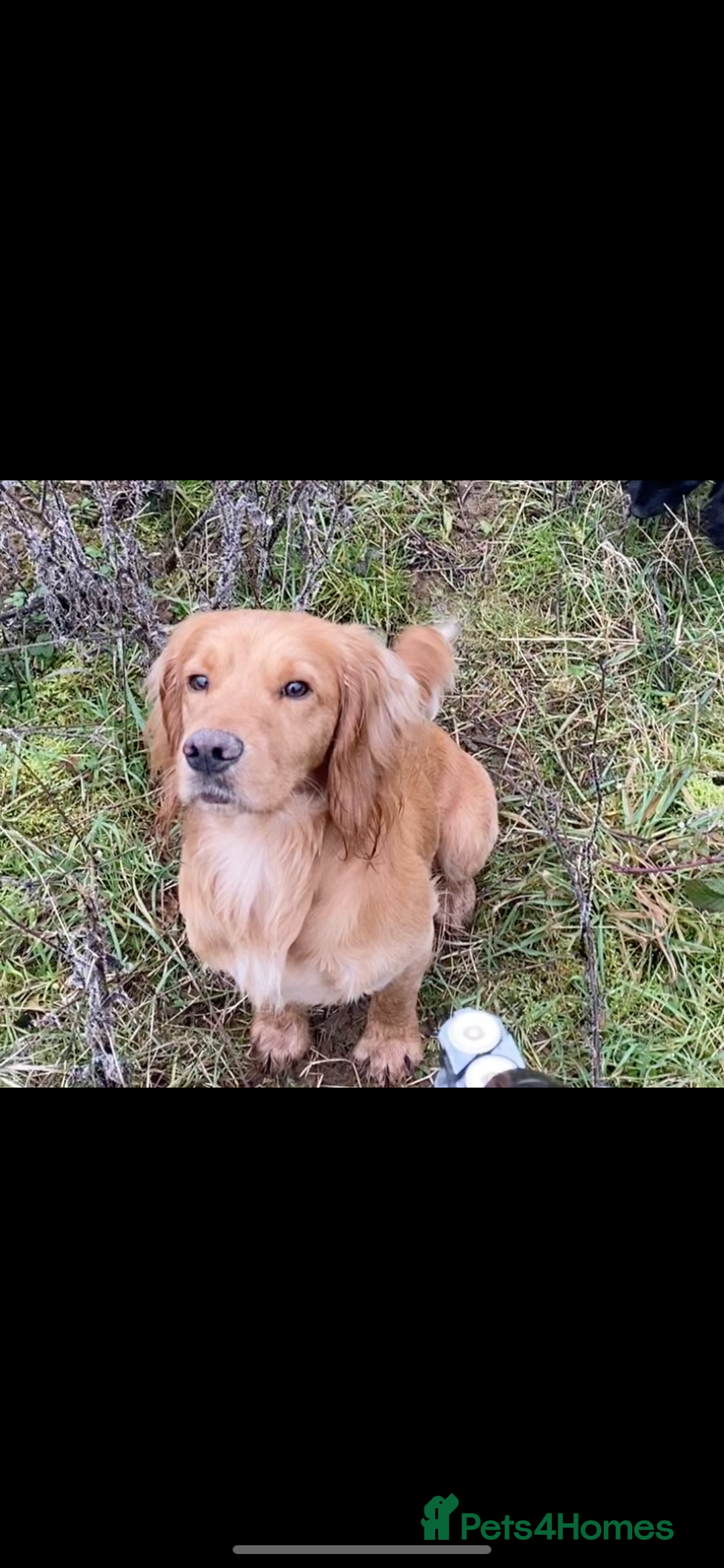 Cocker Spaniel dogs for stud: Proven Health tested Cocker spaniel for stud  in Loughborough - Image 6