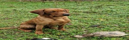 Labrador Retriever dogs for stud: Stunning Fox Red Labrador at stud  in Gloucester - Advert 15