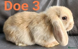 Mini Lop rabbits for sale: 🐰Beautiful mixed litter of Plush x Mini Lop kits - Image 27