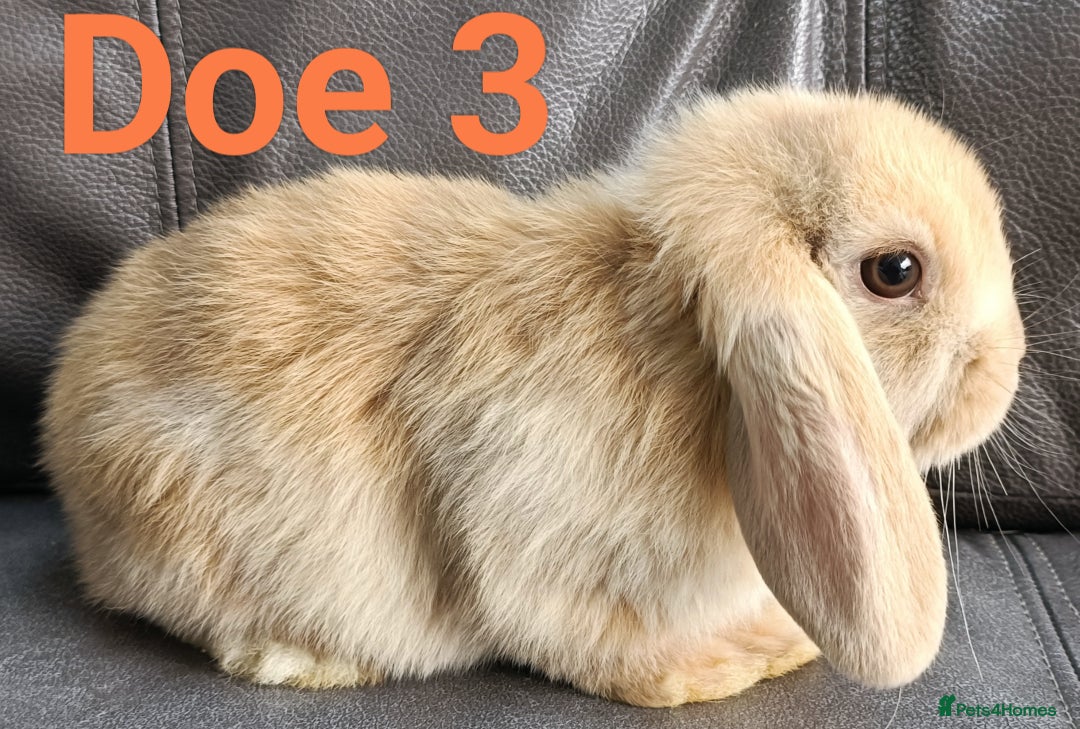 Mini Lop rabbits for sale: 🐰Beautiful mixed litter of Plush x Mini Lop kits - Image 27