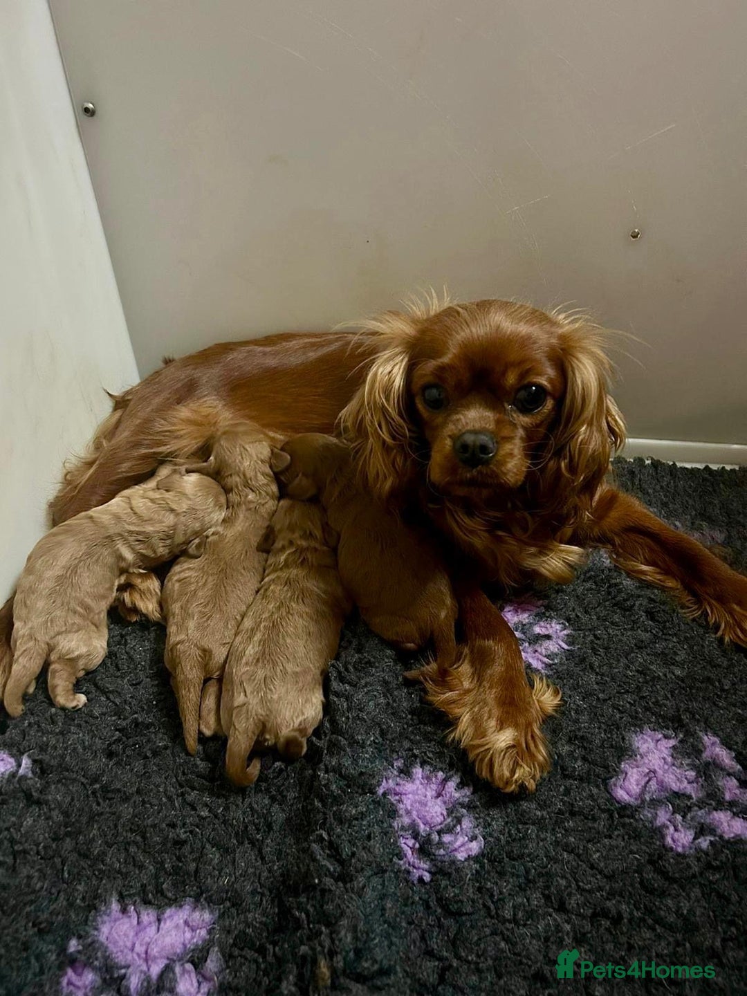 Cavapoo dogs for sale: 7 gorgeous Cavapoo puppies dna clear - Advert 2