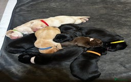 Labrador Retriever dogs for sale: Kc Registered Labradors for sale - Image 4