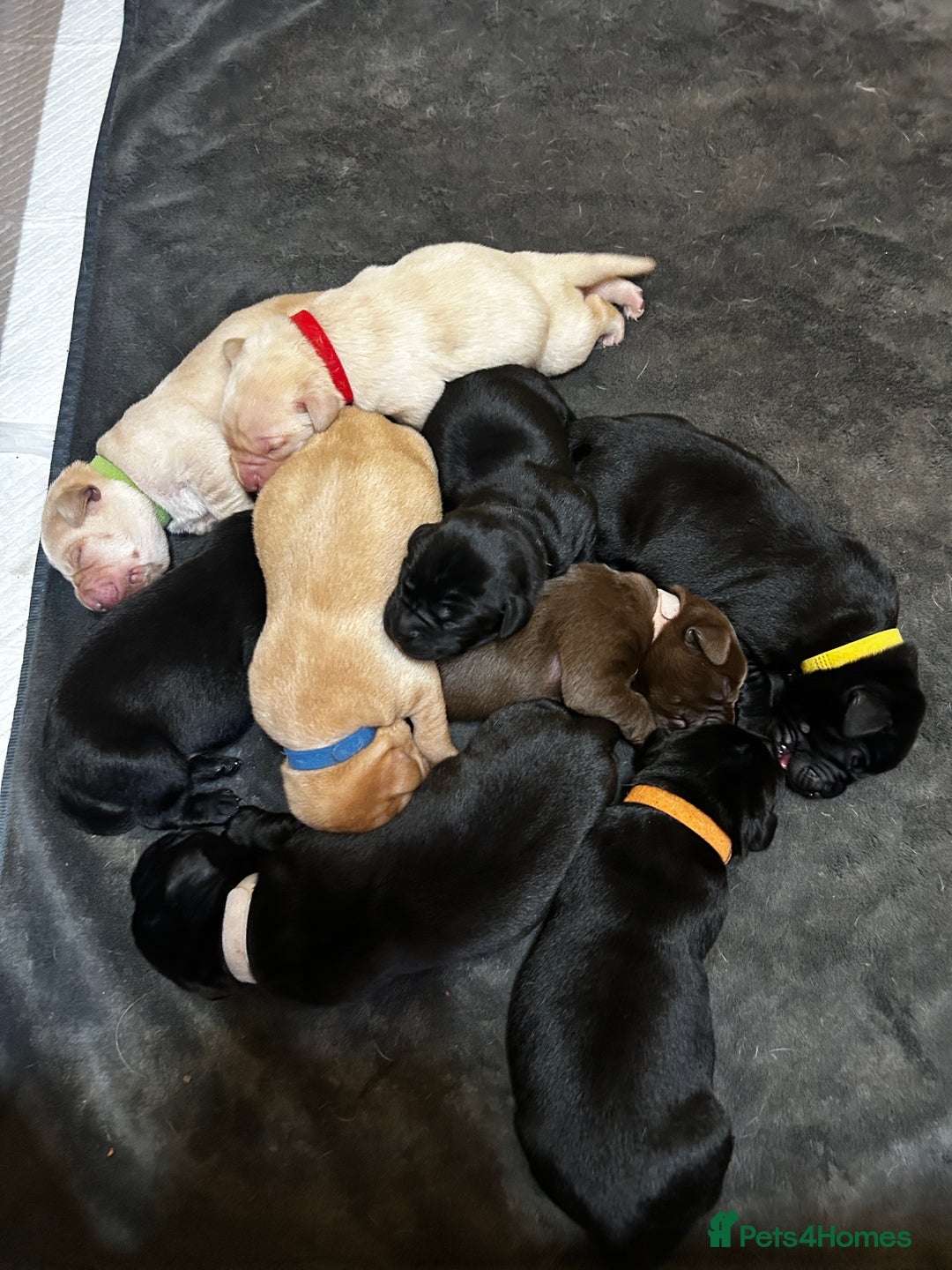 Labrador Retriever dogs for sale: Kc Registered Labradors for sale - Image 4