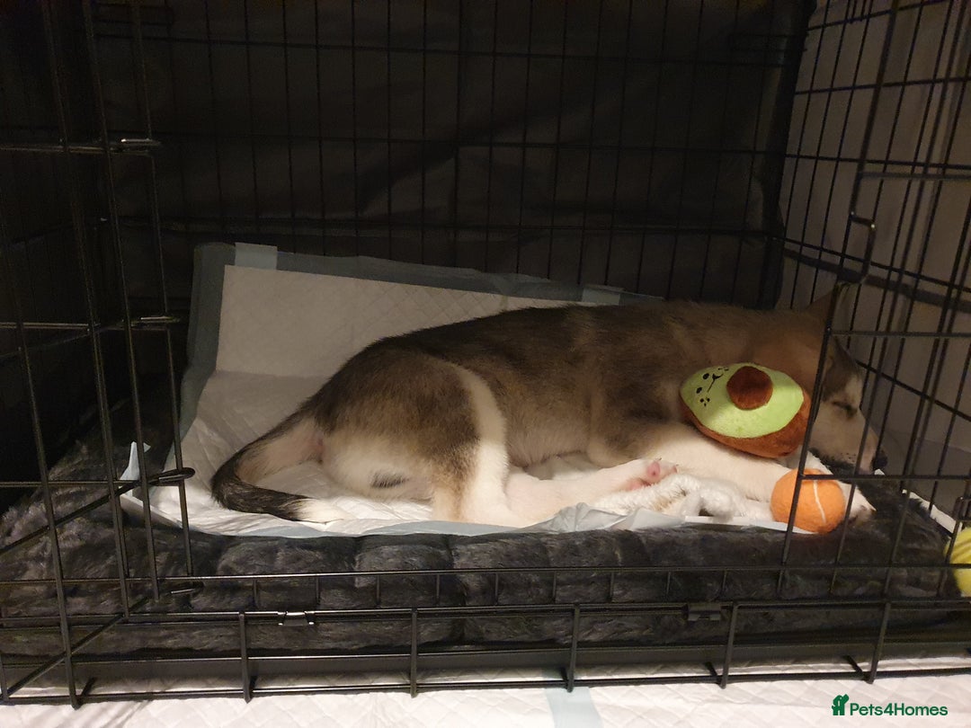 Siberian Husky dogs for sale: //REHOME// Chase the Siberian Husky Puppy - Advert 2