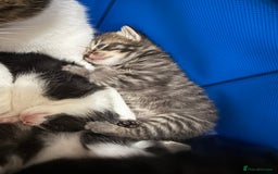 Domestic Shorthair cats for sale: 5 beautiful Domestic shorthair kittens - Image 10