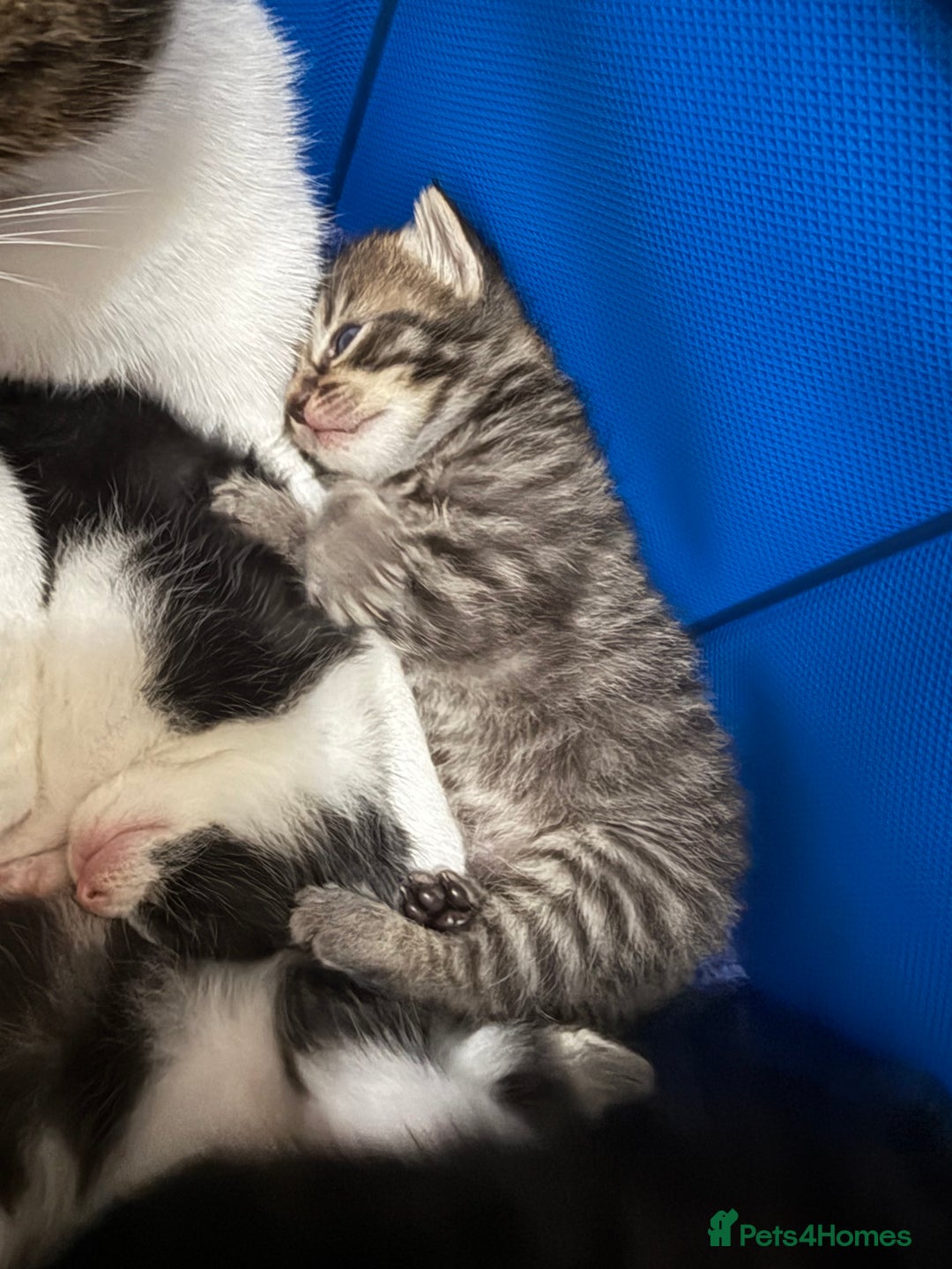 Domestic Shorthair cats for sale: 5 beautiful Domestic shorthair kittens - Image 10