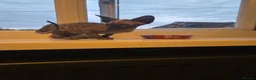 Sphynx cats for sale: Grey/marbel female sphynx kitten - Advert 3